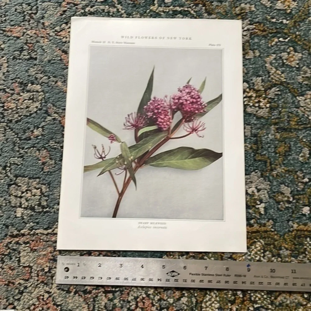 🖤5/$25 Antique Botanical Print Original natural home decor milkweed flower